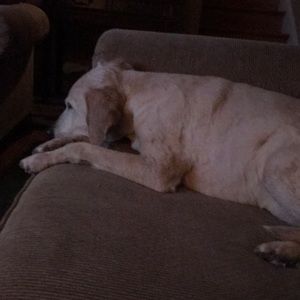 Meet your Posher, Modesta